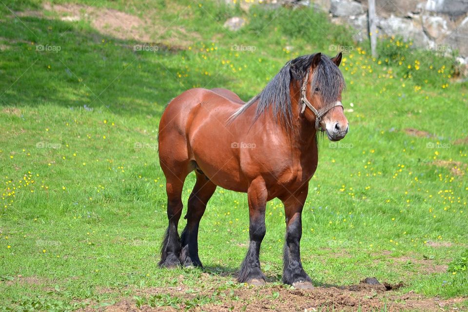 Horse, Mare, Mammal, Pasture, Farm