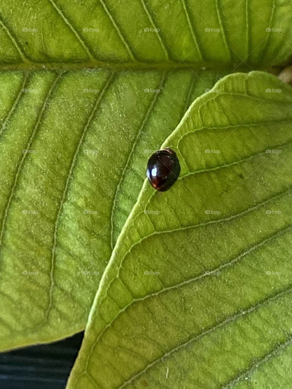 A little insect is walking on a plant leave