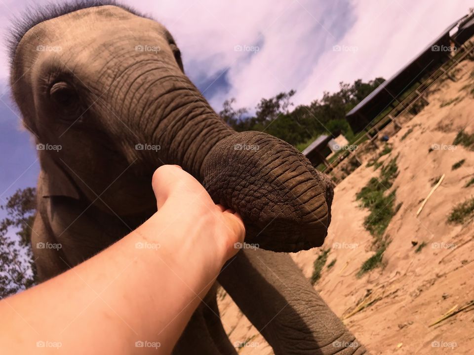 Holding an Elephants Trunk 

