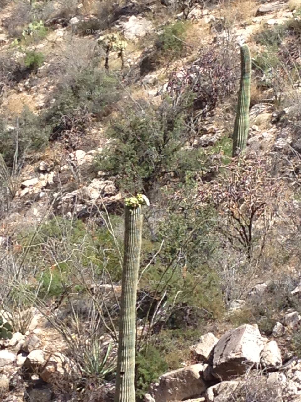 Flowing cactus. Cactus in Tucson 