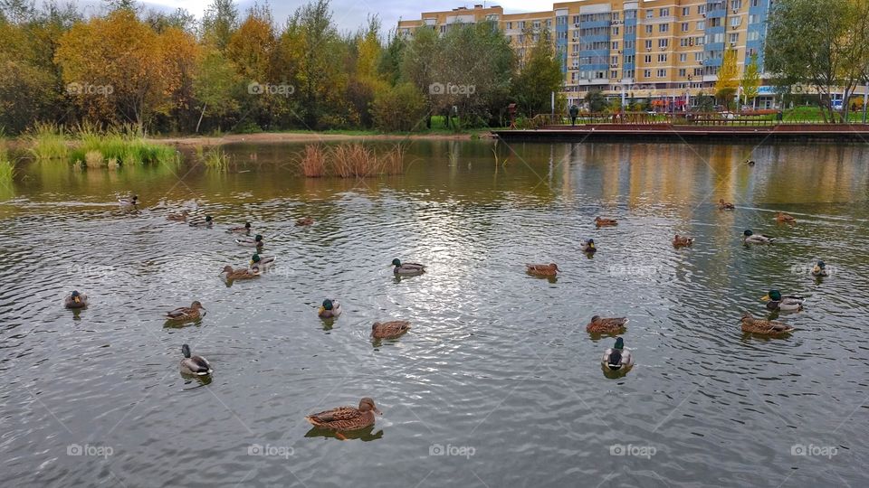 I go for a walk around this pond once in a while. Those ducks will be flying out soon. 