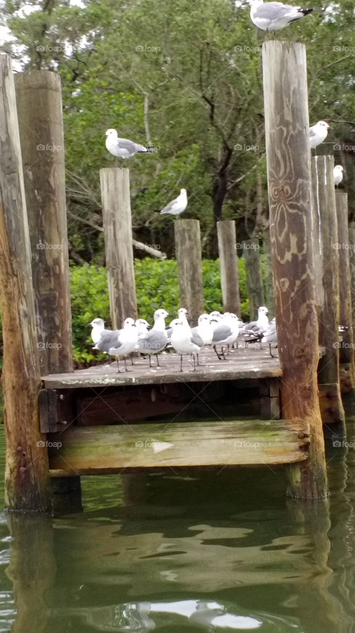 seagulls on dock
