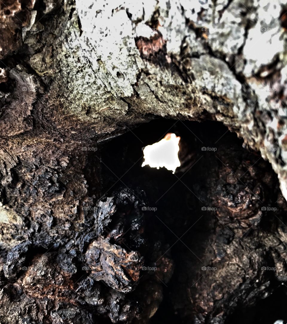 Tree Hole 