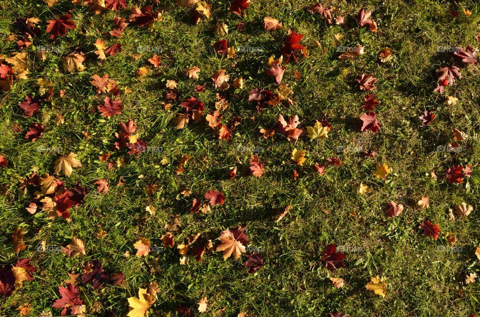 Fallen leaves on the grass 