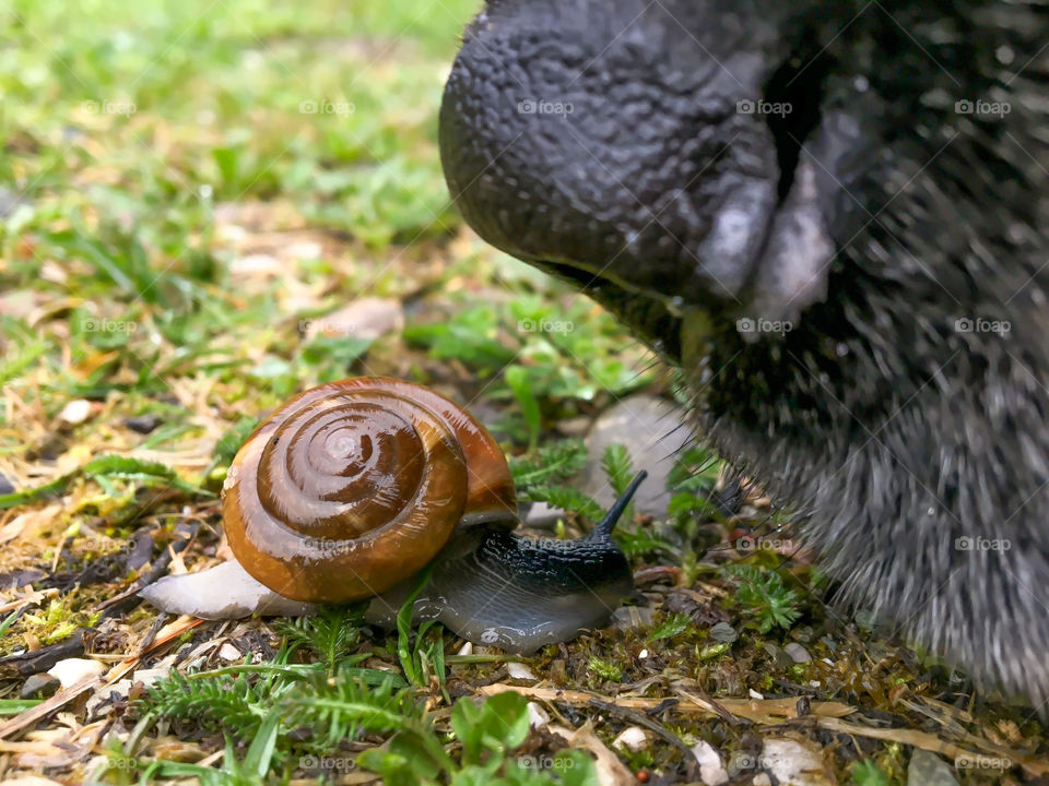 Curious nose find a snail with only one sensor 
