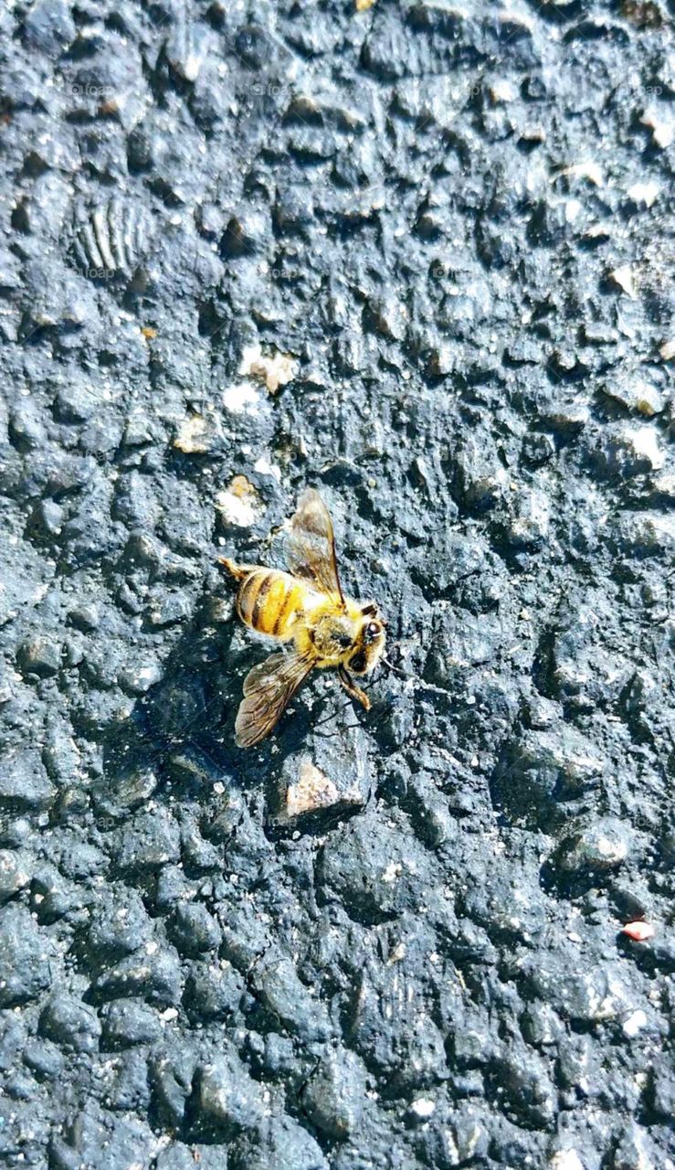 Bee on Pavement