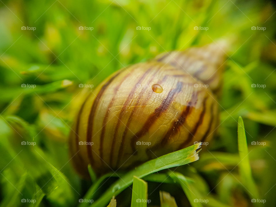 close up of a snail on the grass