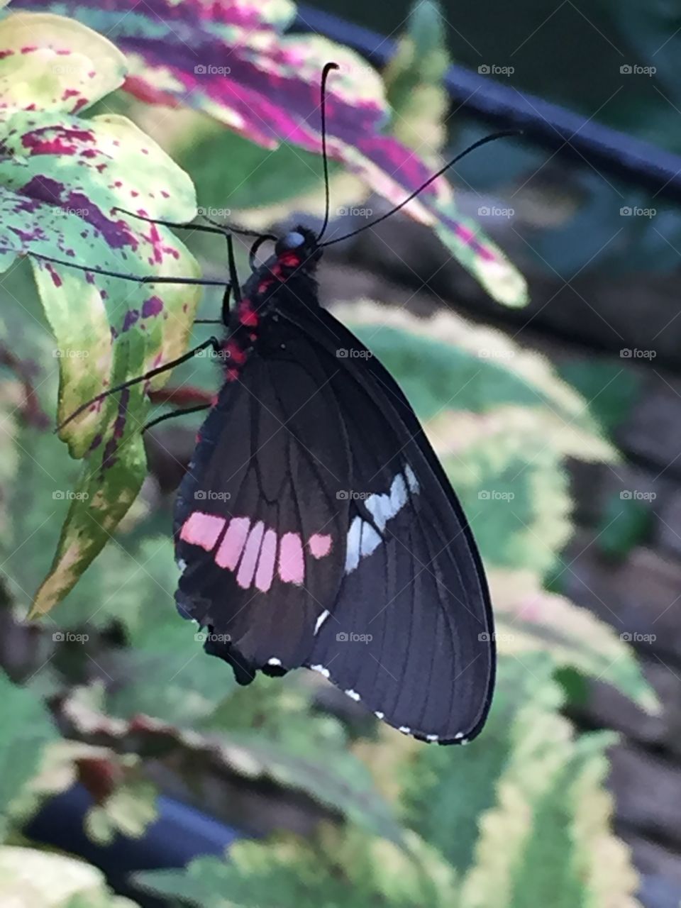 Super close up of a butterfly. I love the black wings and how the pink just pops. 