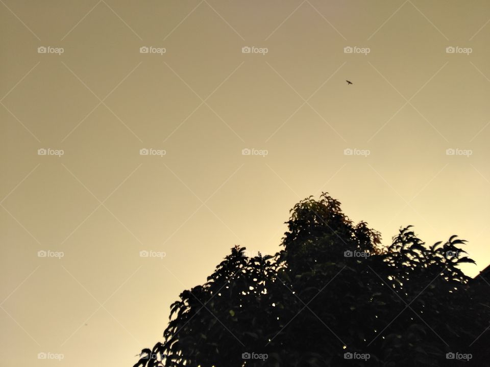 shadow of the scenery