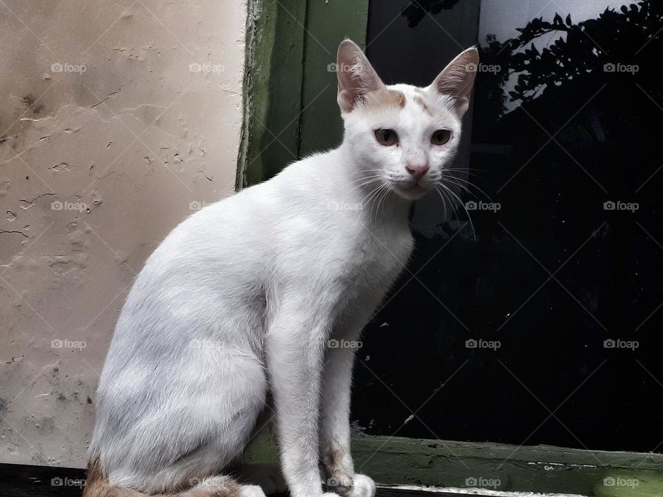 cute cat sitting on a bench
