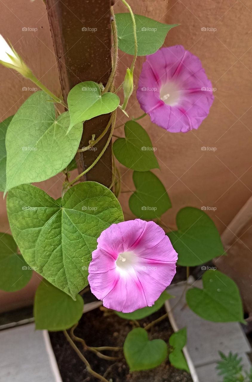 beautiful flowers mobile photography