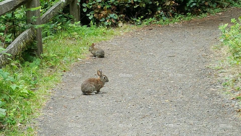 Rabbits or Cottontails