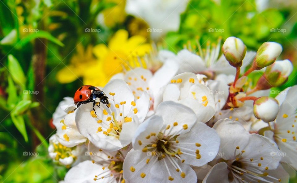 Ladybug