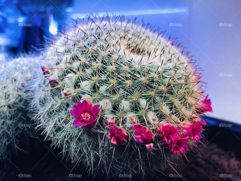Cactus in flower 