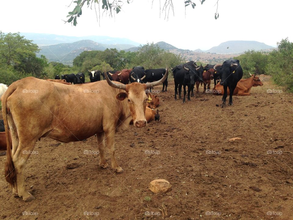 Ubiquitous herd of cattle in Swaziland 