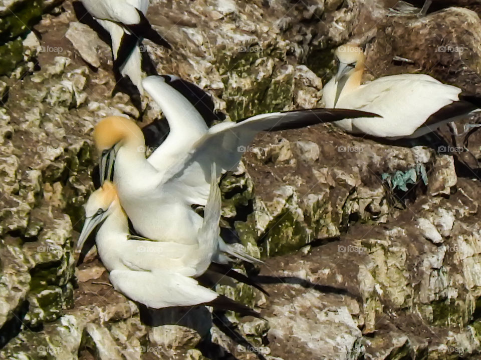 Greedy gannets