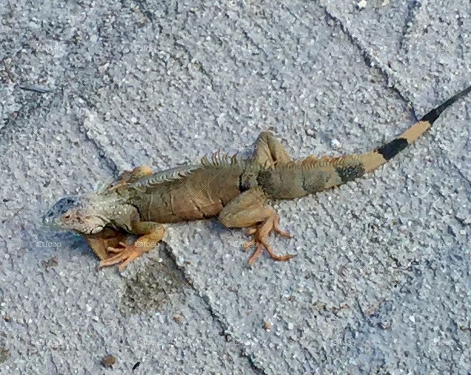 Iguana