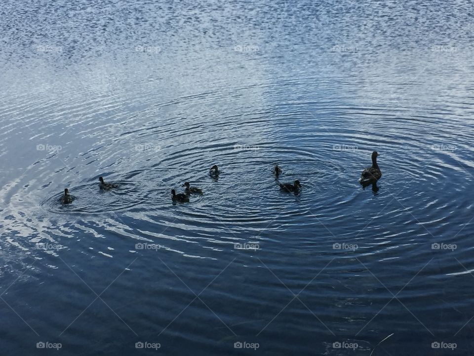 Baby And Mommy Ducks. Copyright © CM Photography May 2019. 