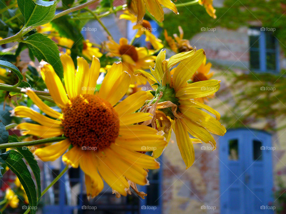 Close-up of yellow flowers