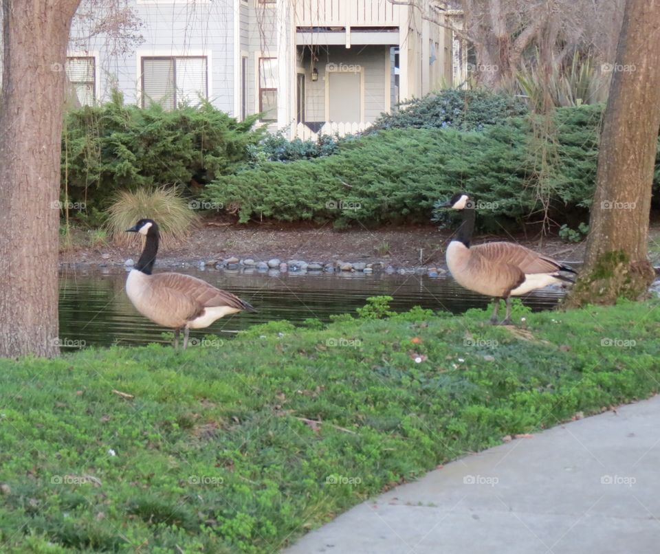 Lounging Gooses