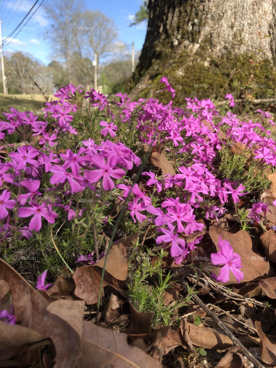 Pink thrift ground cover in flower bed 