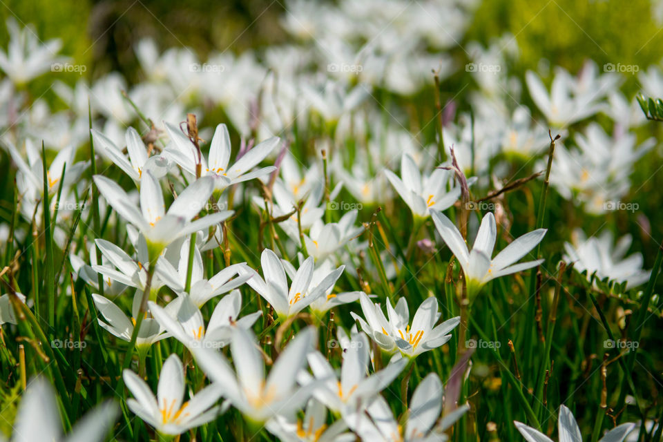 White flowers field