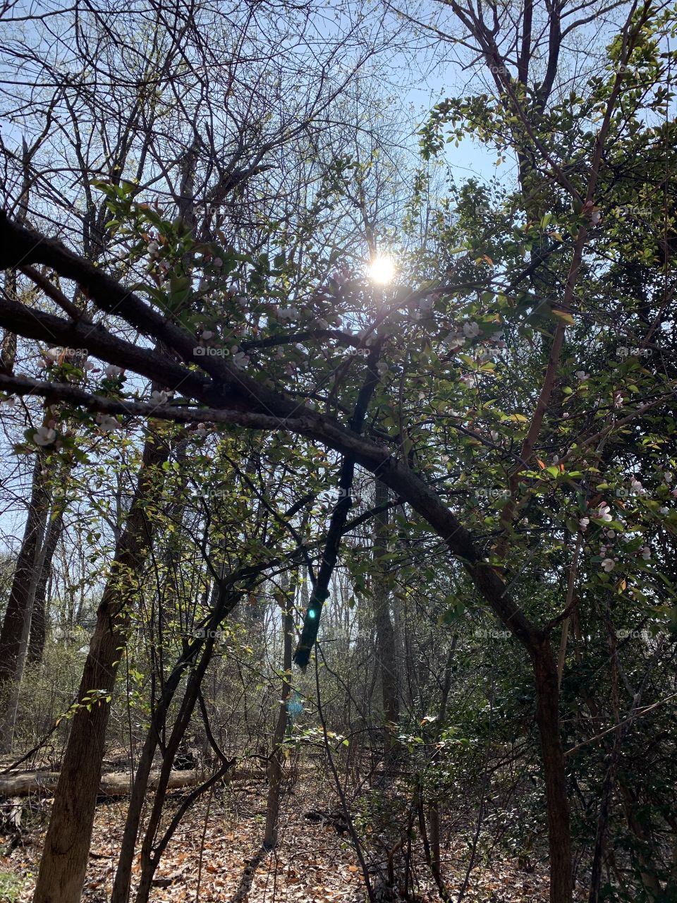 Sunlight through trees on Theodore Roosevelt Island