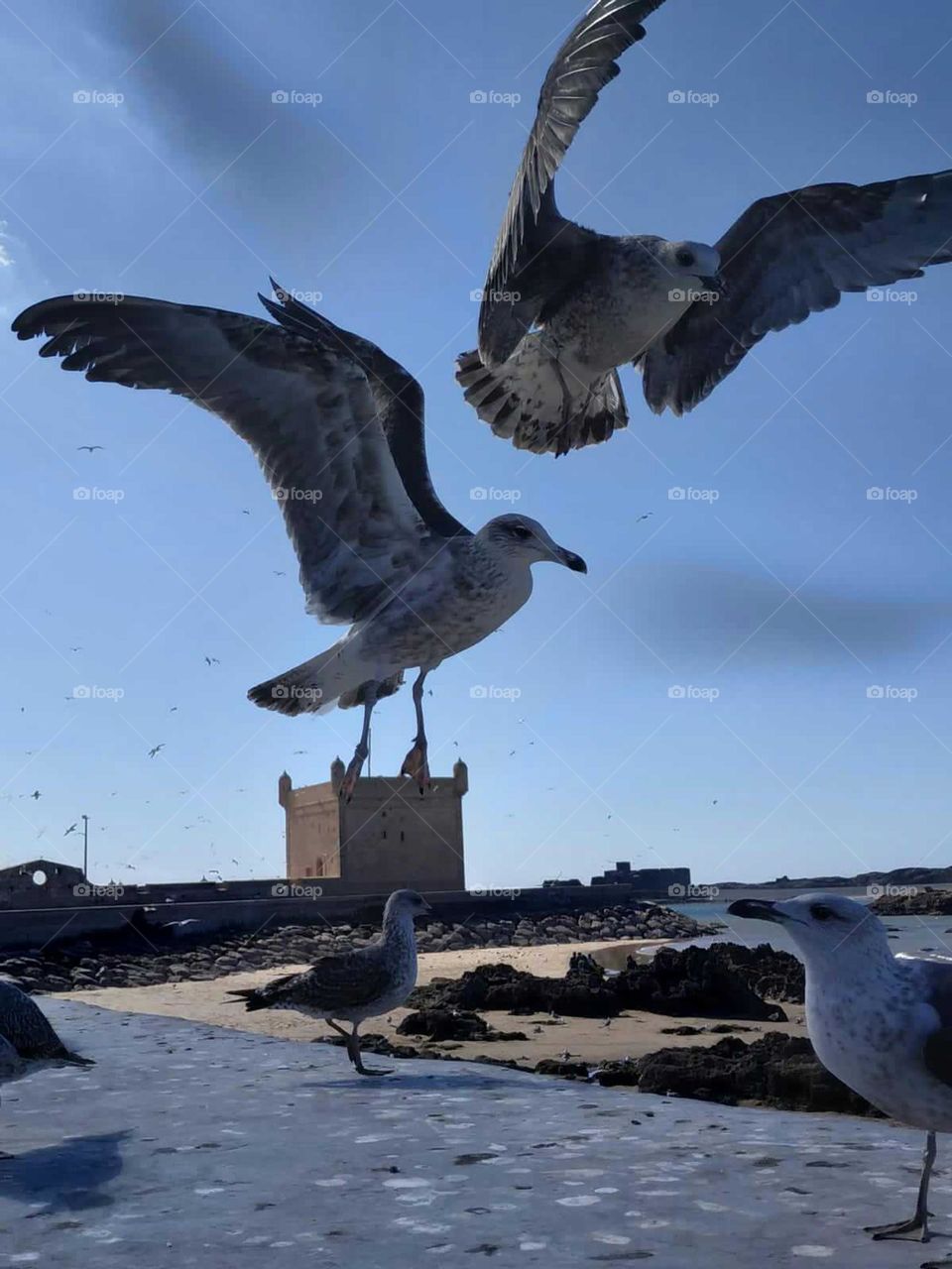 Beautiful flying of seagulls at essaouira city in Morocco.