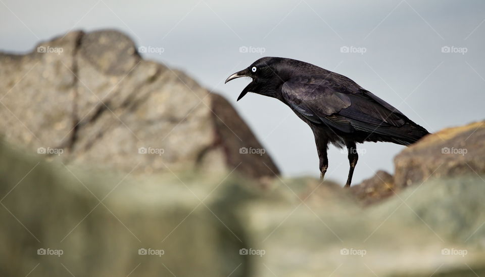 Australian Raven on the rocks