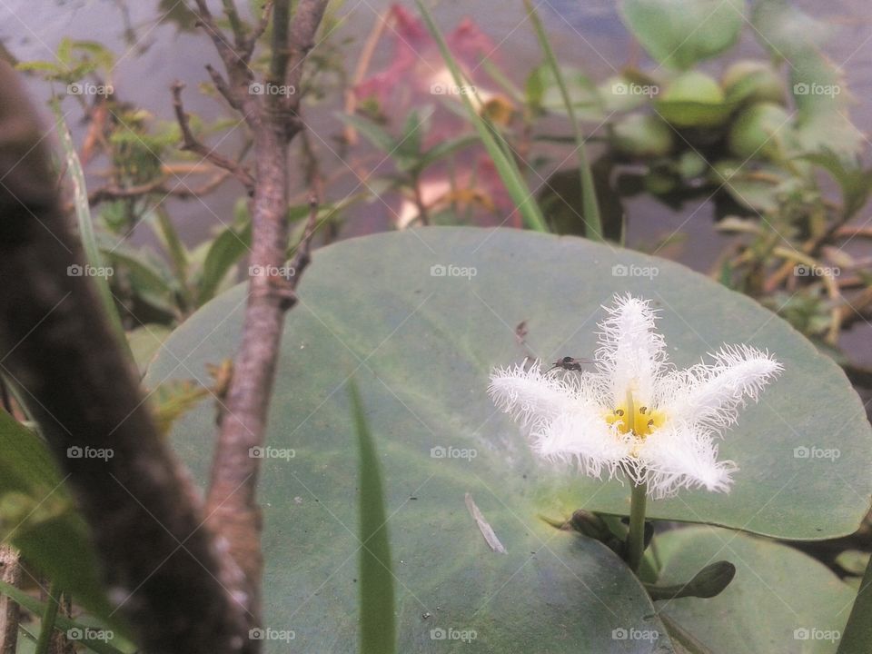 flower in a lake