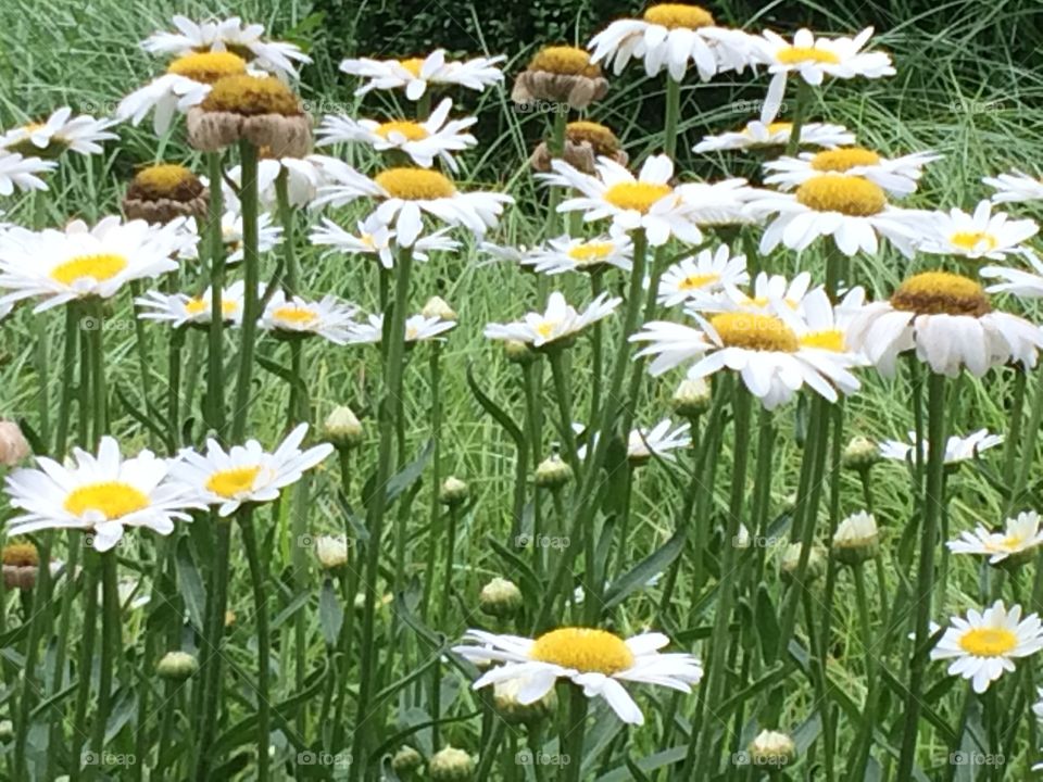 Field of daisies on eye level 