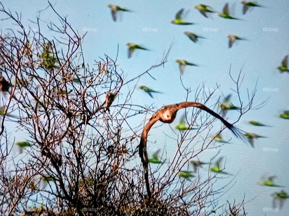 one Hawk flying into the sky