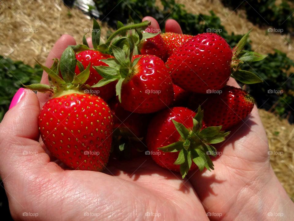 strawberries. jucy  , ripe strawberries