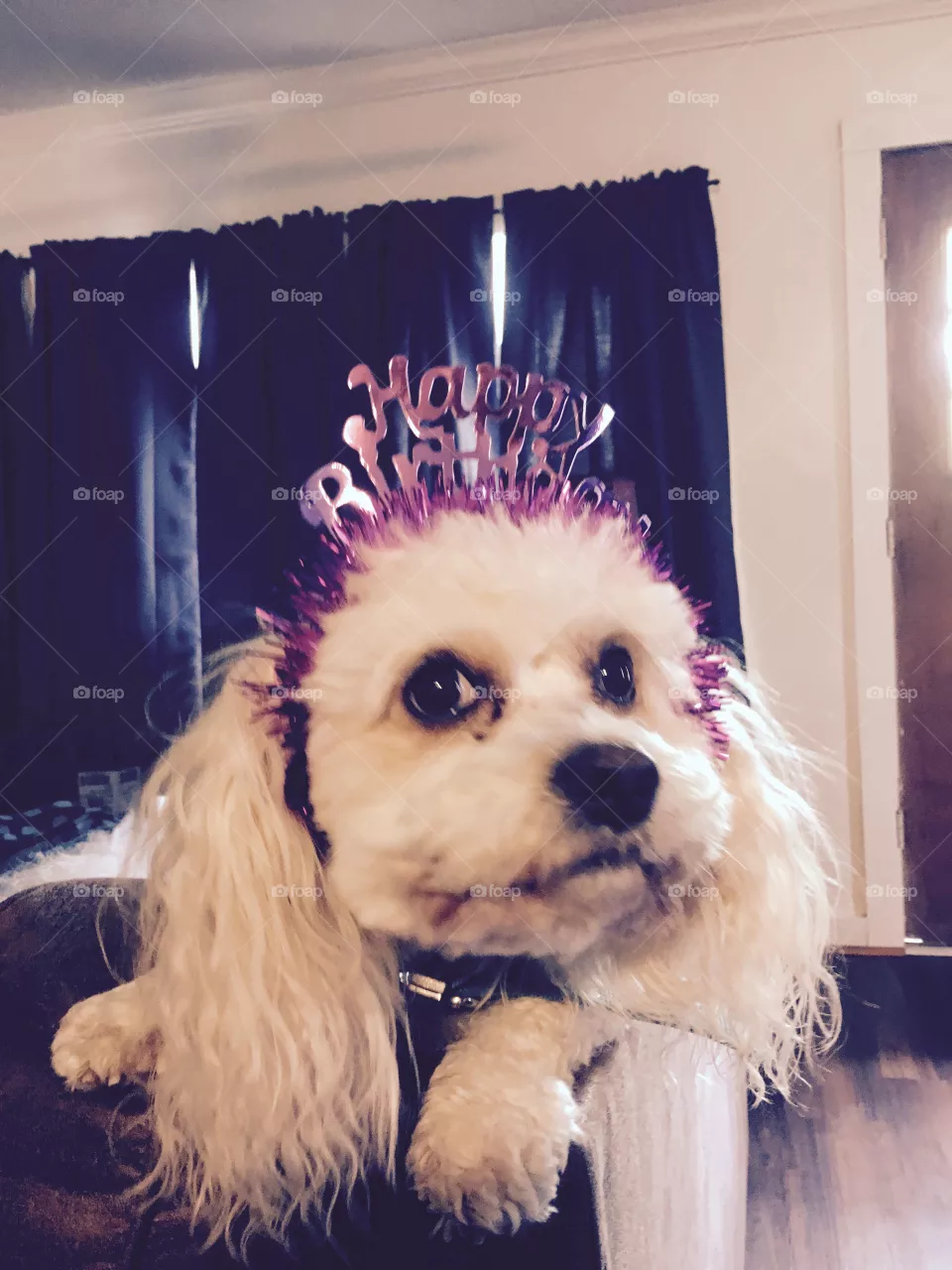 Happy Birthday Gizzy