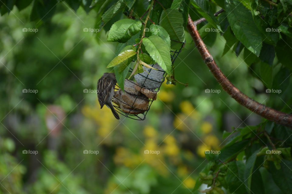 Bird feeling the spring