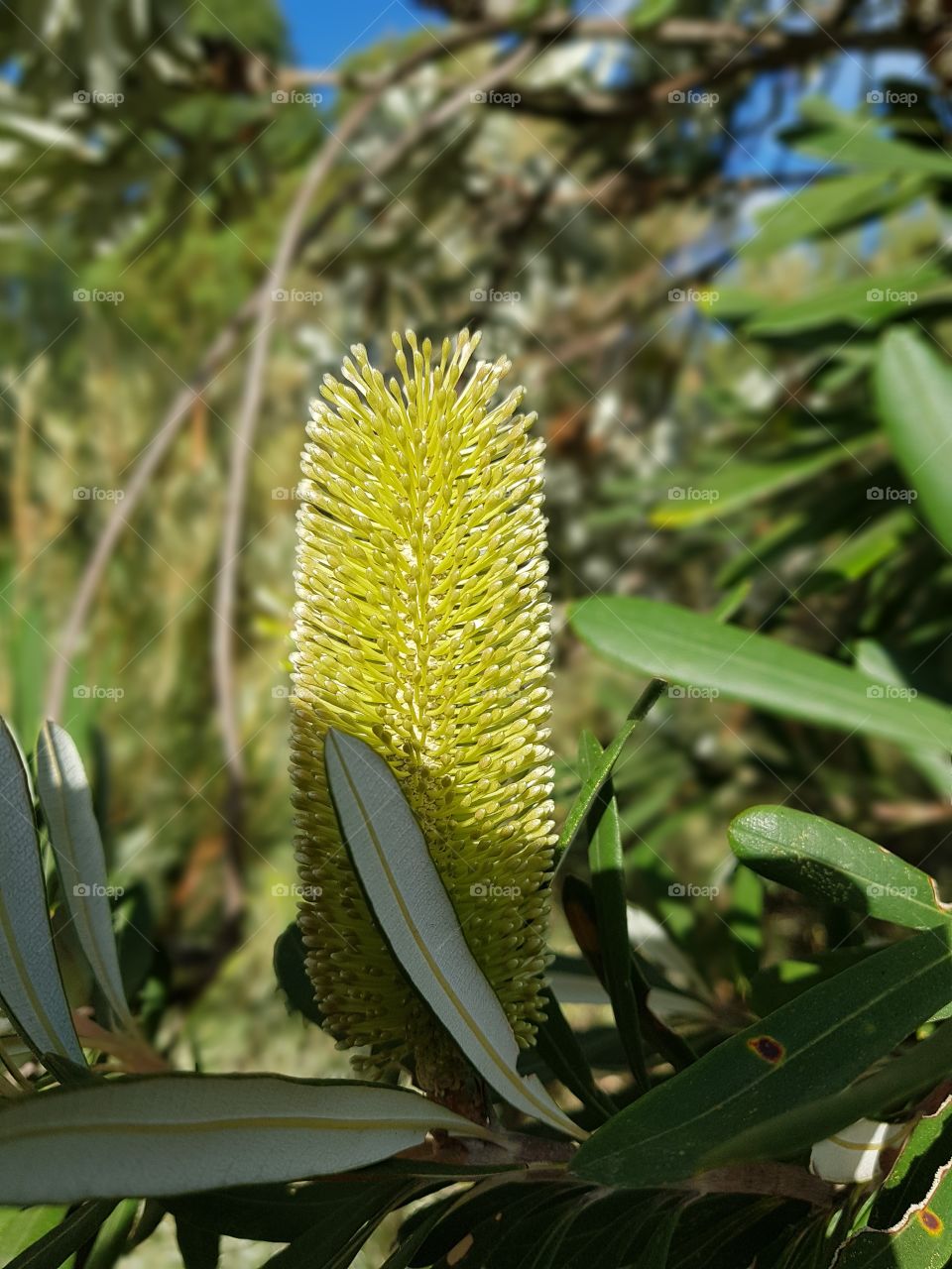 australian plant