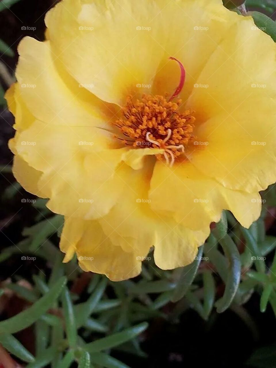 yellow rose moss