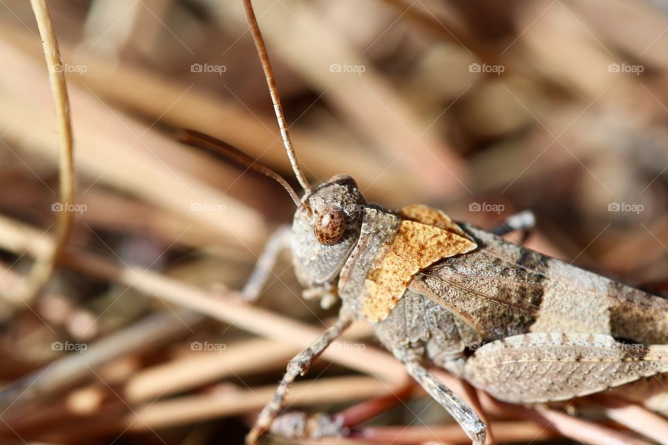 Grasshooper in the meadow