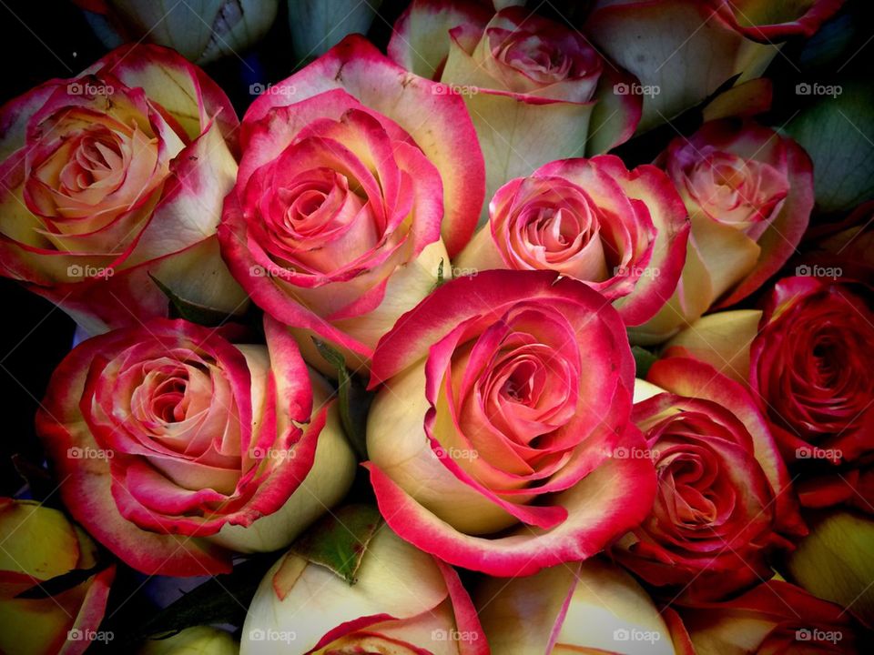 Cream and maroon roses