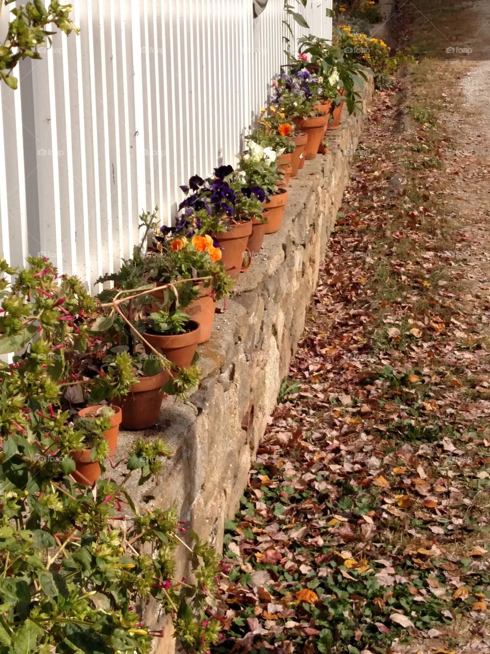 neat way to grow and display Autumn flowers