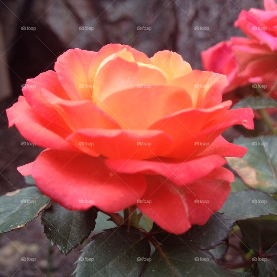 Small lovely rose