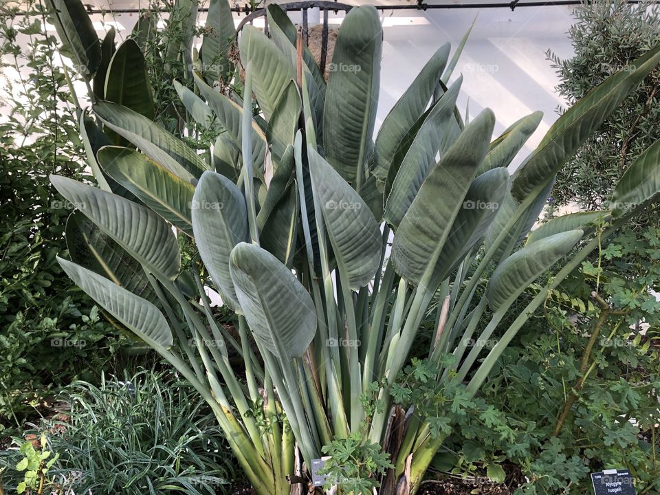 A grand specimen of a tropical plant, found at Bicton Park in Devon, UK