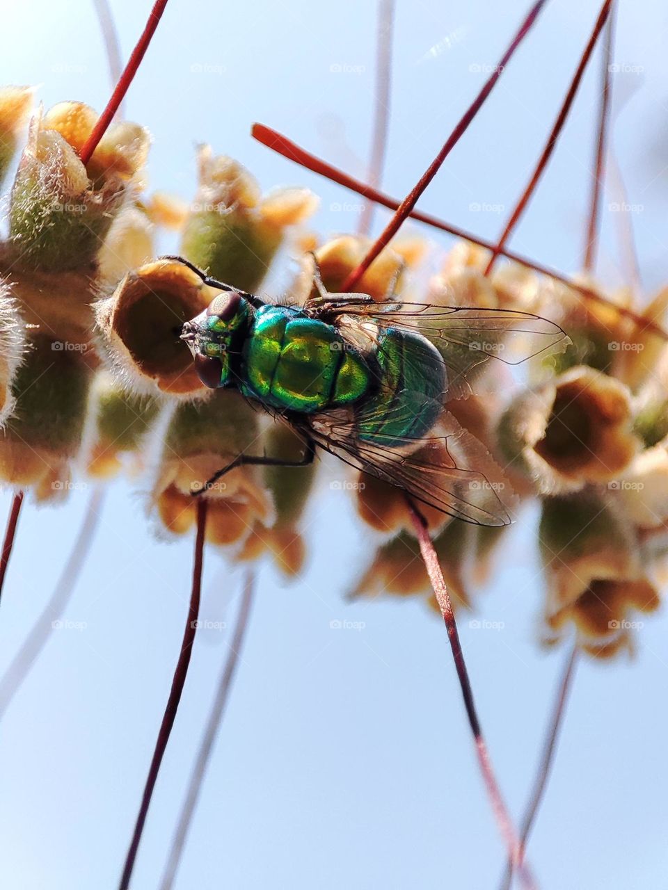 Bottle fly, feeding upon nectar