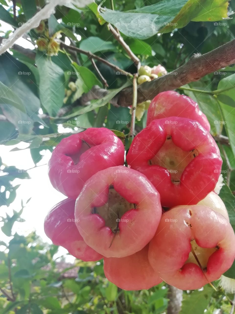 Nature # some called it.. Rose Apples others called it wax apple.. Etc..