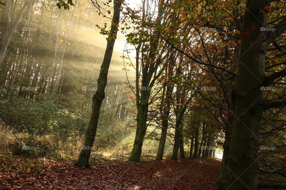 Sun rays coming trough the trees in the Forrest