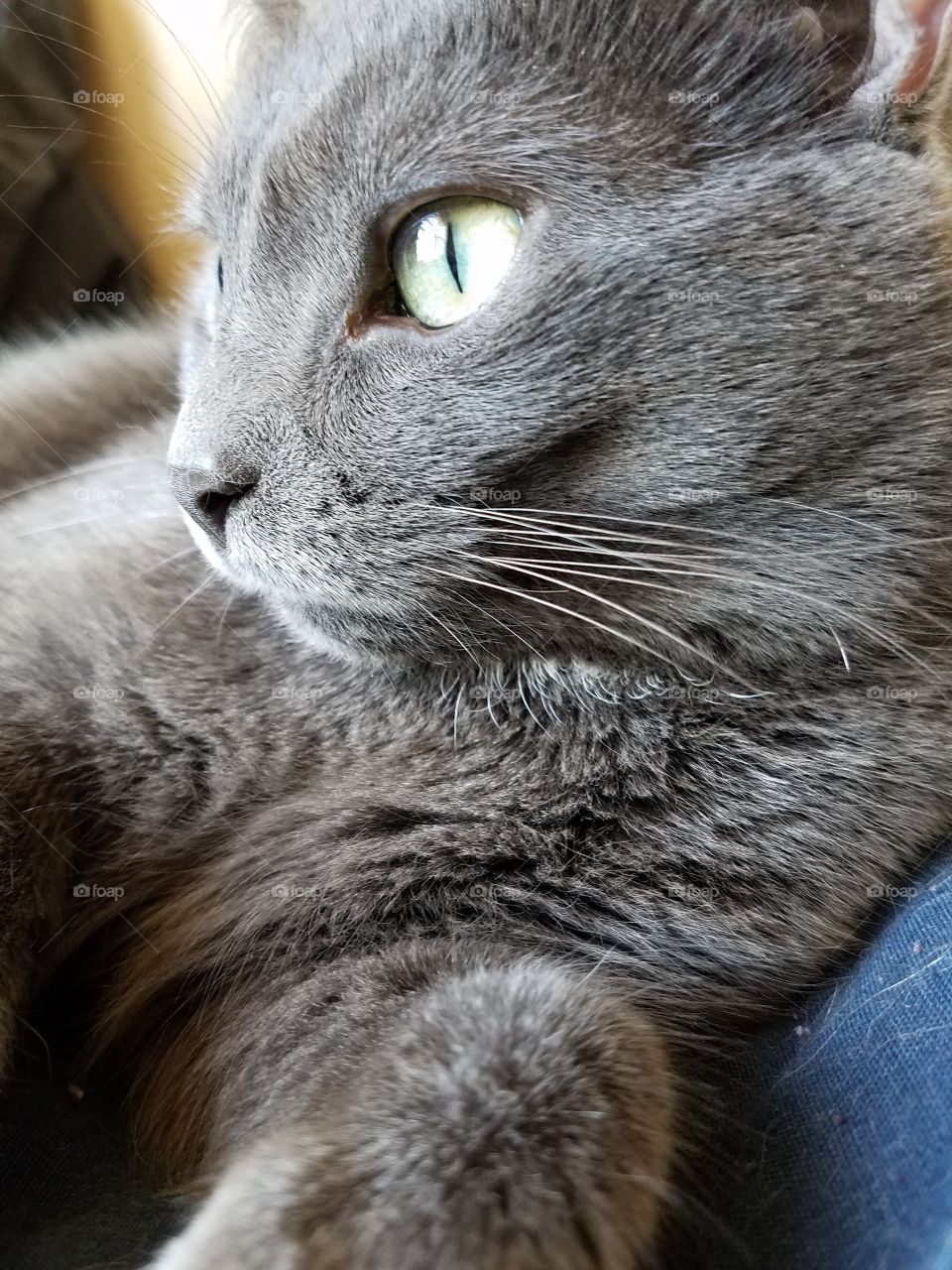 grey cat looking