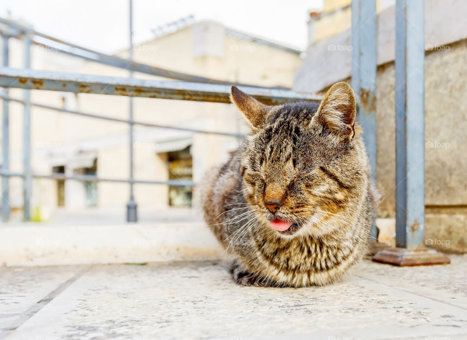 Cute cat sleeping with tongue out :)