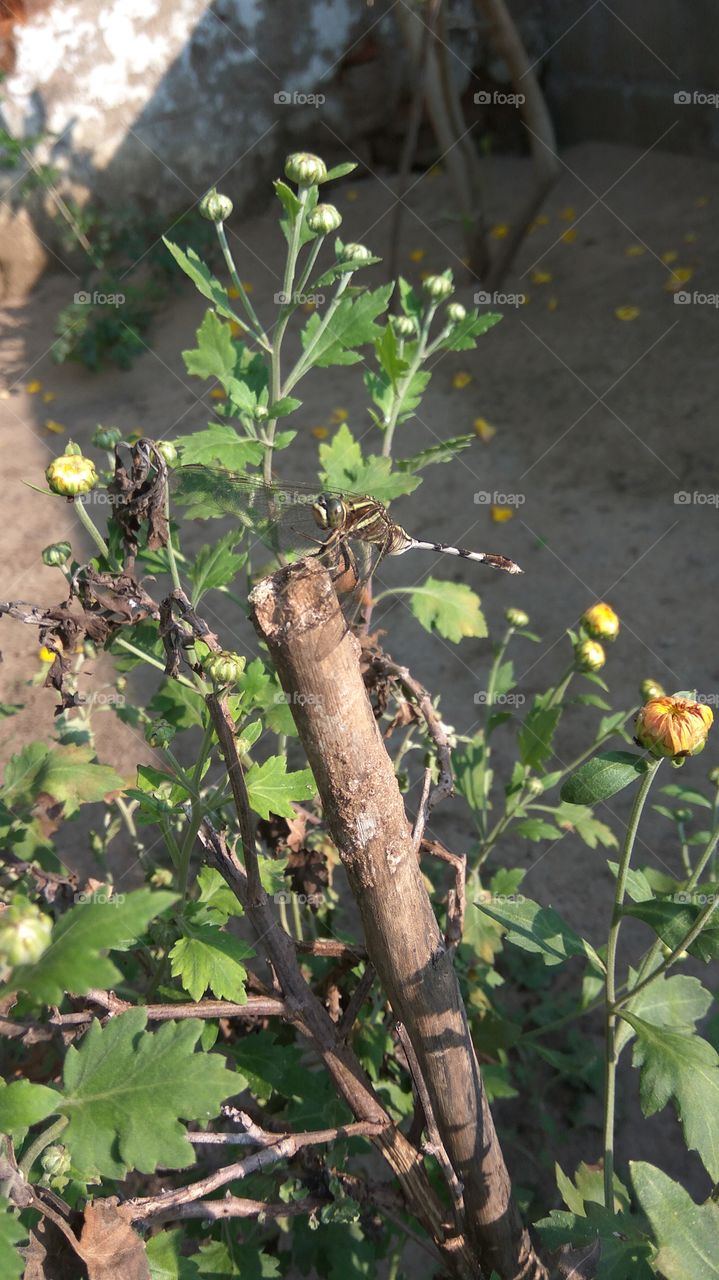 colourful of colour in Dragonfly