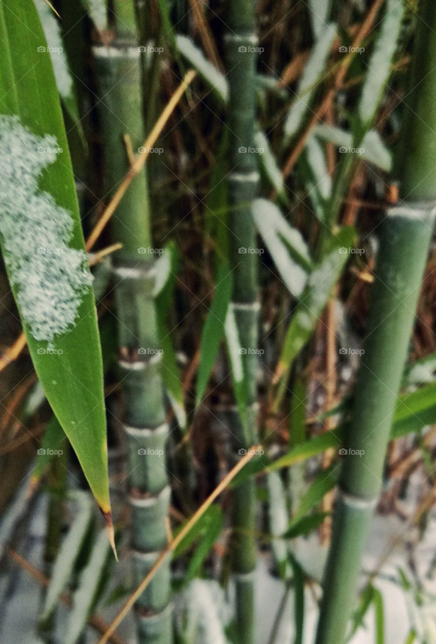 bamboo tree and snow. cold winter
