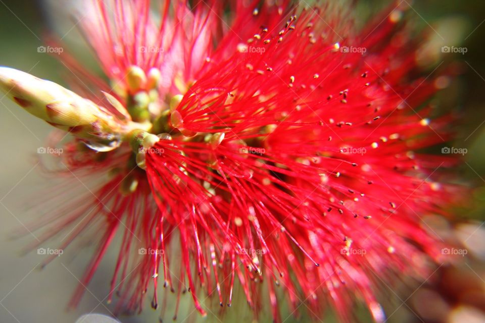 Bottle Brush bush